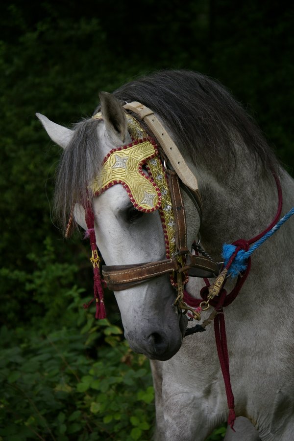 Les chevaux marocains: Les Chevaux Marocains 007